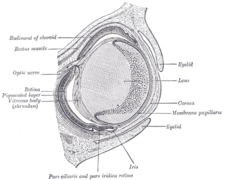 Section horizontale de l'œil de l'embryon d'un lapin de 18 jours (agrandissement ×30).