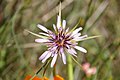 Wahrscheinlich Tragopogon porrifolius