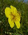 H. nummularium subsp. obscurum Germany - Schwäbisch Fränkische Waldberge