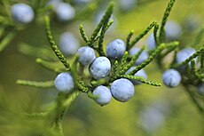 foliage and cones