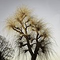 Kruin van een wilg (Salix) in Park De la Soblonièrekade.