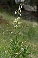 Prevesc da mont blanch (lilium martagon) blanch sun Frea.