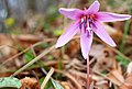 Erythronium dens-canis