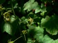 Mitella caulescens