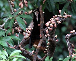 Pteropus chrysoproctus