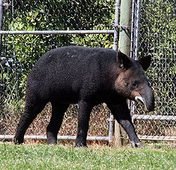 Kalnu tapirs