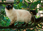 Thumbnail for Balinese cat