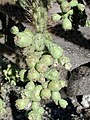 Cylindropuntia fulgida