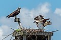 Image 2Ospreys in a nest on Sandy Hook, New Jersey