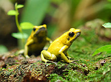 Phyllobates-terribilis.jpg