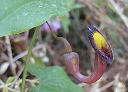 PikiWiki Israel 3635 Aristolochia Sempervirens.jpg