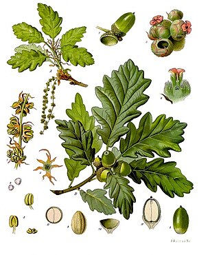 Descripcion d'l'imatge Quercus_petraea_-_Köhler–s_Medizinal-Pflanzen-118.jpg.