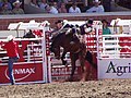 Rider at the Stampede Rodeo