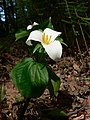 Trillium ovatum