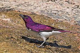 Violet-backed starling (Cinnyricinclus leucogaster verreauxi) male