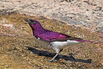 O estorninho-de-dorso-violeta (Cinnyricinclus leucogaster) é uma espécie relativamente pequena de estorninho, comum na maior parte da África subsaariana. É sexualmente dimórfico, com a plumagem violeta iridescente do macho contrastando com a fêmea marrom fortemente estriada. Ave de bosques abertos, clareiras e matas de galeria, alimenta-se na copa das árvores, com sua dieta composta de frutas, sementes e insetos. Nidifica em cavidades de árvores, com folhas verdes e esterco sendo registrados como materiais de nidificação. A fêmea incuba a ninhada de dois a quatro ovos, e o macho ajuda a criar os filhotes até que emplumam cerca de três semanas após a eclosão. Este estorninho-de-dorso-violeta macho, da subespécie C. l. verreauxi, foi fotografado em Damaralândia, Namíbia. (definição 3 299 × 2 199)