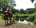 Westerveen nabij Peest