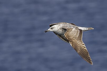 juvenile, Malta