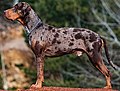 Thumbnail for Catahoula Leopard Dog