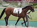 2022 Tokyo Yushun, at paddock