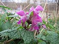 Lamium maculatum