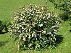 2018-05-22 (108) Spiraea (spiraea) at Bichlhäusl in Frankenfels, Austria.jpg