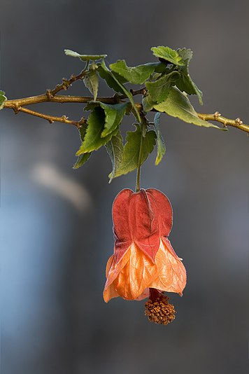 Abutilon ×hybridum Patrick Synge