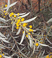 Acacia georginae flowers and foliage