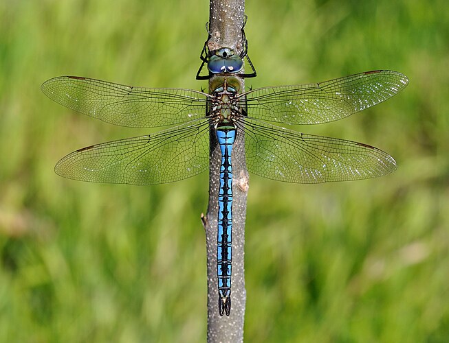 Дозорщик-император (Anax imperator) — одна из самых больших стрекоз в России