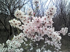 Apricot tree flowers