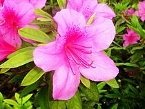 Peter Colinson introduceerde Rhododendron nudiflorum