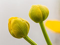 Bloemknoppen van een gewone dotterbloem (Caltha palustris subsp. palustris). 17-03-2024. (d.j.b.).jpg