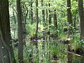 Bruchwald im Briesetal bei Birkenwerder (Brandenburg)