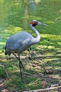 Brolga, by John O'Neill (edited by Fir0002)