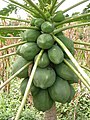 Papaya: 71 ton