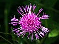 6. Réti imola (Centaurea jacea) Hagengut közelében, Alsó-Ausztriában (javítás)/(csere)