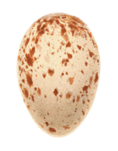 cream-coloured egg with red-brown blotches