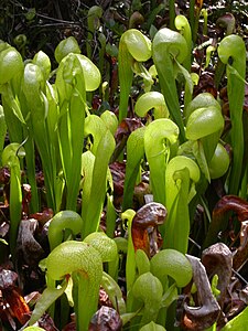 Darlingtonia californica, by DanKeshet