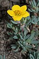 Shrubby cinquefoil (Dasiphora fruticosa)