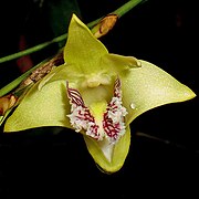 Dendrobium junceum