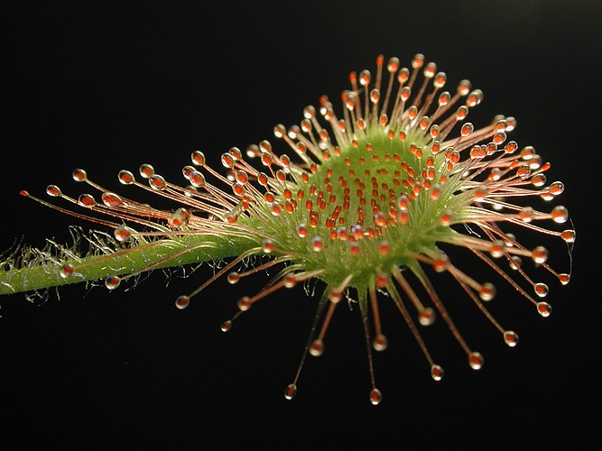 Лист росянки круглолистной (Drosera rotundifolia)