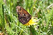 Erebia epistygne