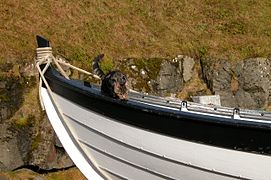 Cat in Gjógv, researching a Faroe boat