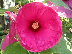 Hardy giant hibiscus