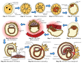 The early stages of human embryogenesis.