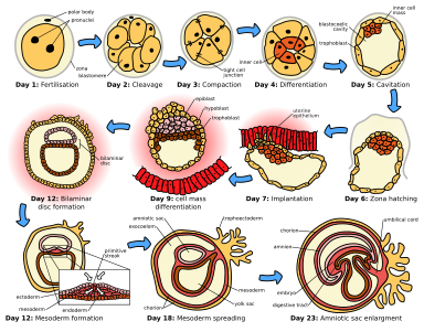 De beginfase van de menselijke embryogenese