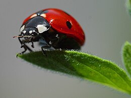 Hétpettyes katicabogár (Coccinella septempunctata)