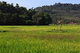 Langkawi Malaysia Rice-Paddy-01.jpg