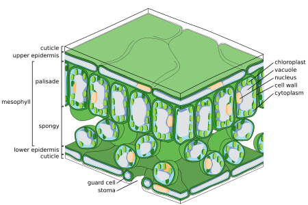 Leaf tissue structure, by Richard Wheeler