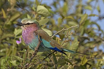 Rolieiro-de-peito-lilás (Coracias caudatus) perto de Chobe Game Lodge no Parque nacional de Chobe, Botsuana. É uma ave africana da família dos rolieiros, Coraciidae. É amplamente distribuído na África Austral e Oriental. Prefere bosques abertos e savanas e, em sua maior parte, está ausente de locais sem árvores. Pousa no topo de árvores, postes ou outros pontos elevados de onde pode avistar insetos e anfíbios movendo-se pelo solo. (definição 5 010 × 3 340)